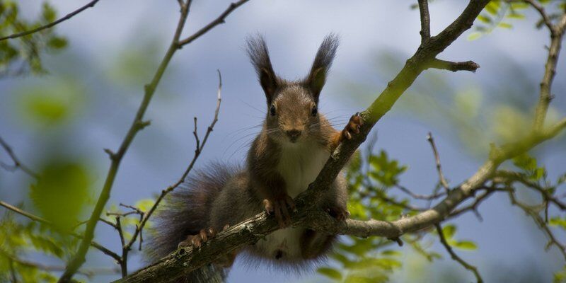 Animals In heraldry