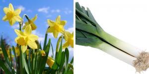 Leeks and daffodils are both emblems of Wales